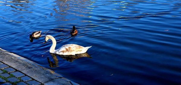 High angle view of swans swimming in lake