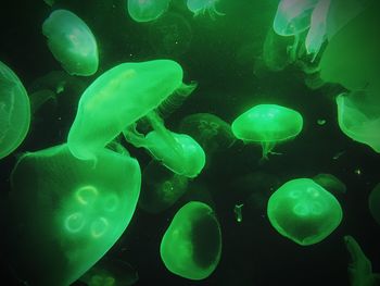 Close-up of jellyfish swimming underwater