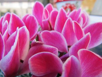 Close-up of pink flowering plant