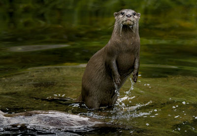 Portrait of wet otter in pond