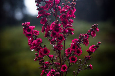 Close-up of pink flowers on branch