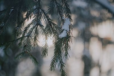 Close-up of wet pine tree