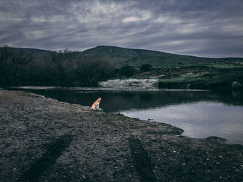 Dog sitting by lake