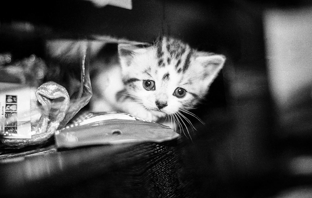 domestic cat, pets, animal themes, mammal, domestic animals, one animal, feline, indoors, cat, portrait, close-up, no people, day