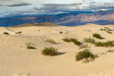 Scenic view of desert against sky