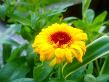 Close-up of yellow flower blooming outdoors