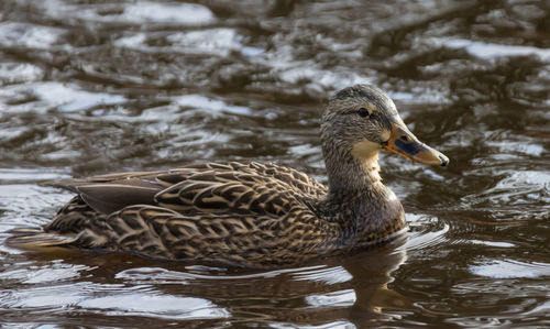 Close-up of duck swimming in lake