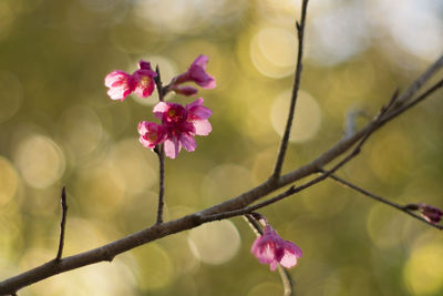 Low angle view of plum blossoms growing on tree against sky