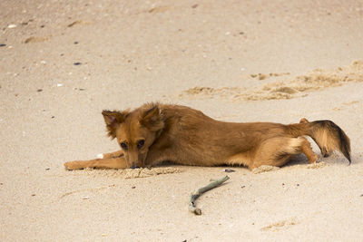 Cat lying on sand