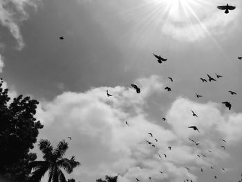 Low angle view of birds flying in sky