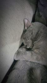 Cat sleeping on tiled floor