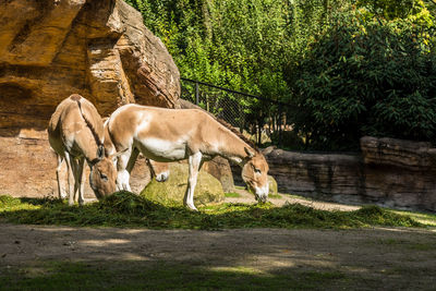 Horses grazing in park