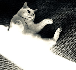 High angle view of cat relaxing at home