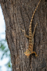 Close-up of lizard on tree trunk