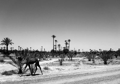 Scenic view of desert against clear sky
