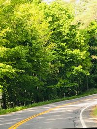 Road amidst trees and plants in city