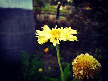 Close-up of yellow flower blooming outdoors