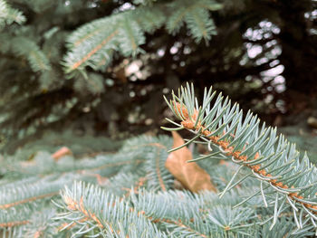 Close-up of pine tree during winter