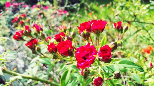 Close-up of red flower