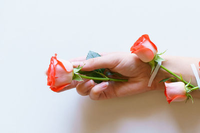 Beautiful pink roses are attached to arm with plaster cast. natural freshness