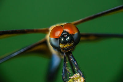 Close-up of insect