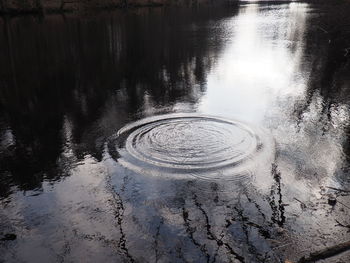 Reflection of trees in water