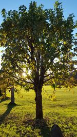 Trees on landscape against sky