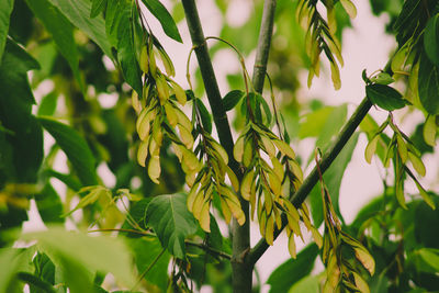 Low angle view of tree