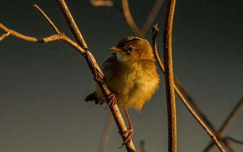 Low angle view of bird perching on branch