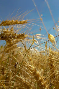 Close-up of crops on field against sky