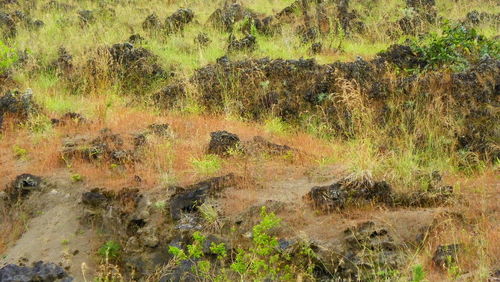 Full frame shot of grass