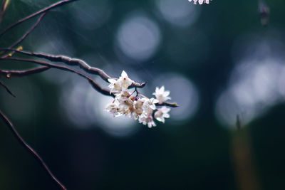 Close-up of white flowers