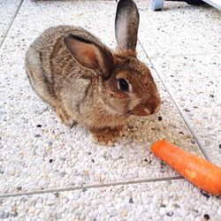 one animal