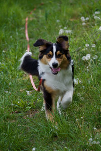 Dog running in field