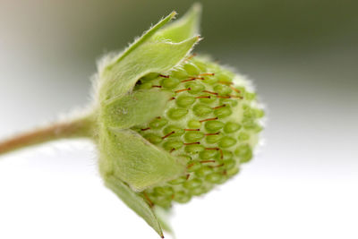 Close-up of plant