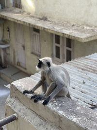 Monkey sitting on roof of building