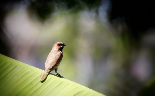 Close-up of bird perching on plant