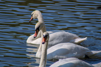 Swan floating on lake