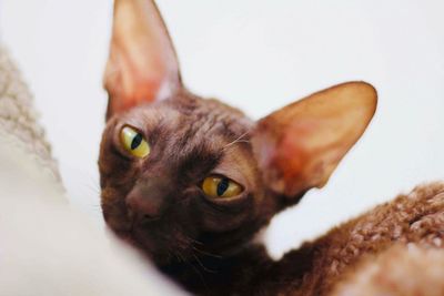 Close-up portrait of a cat