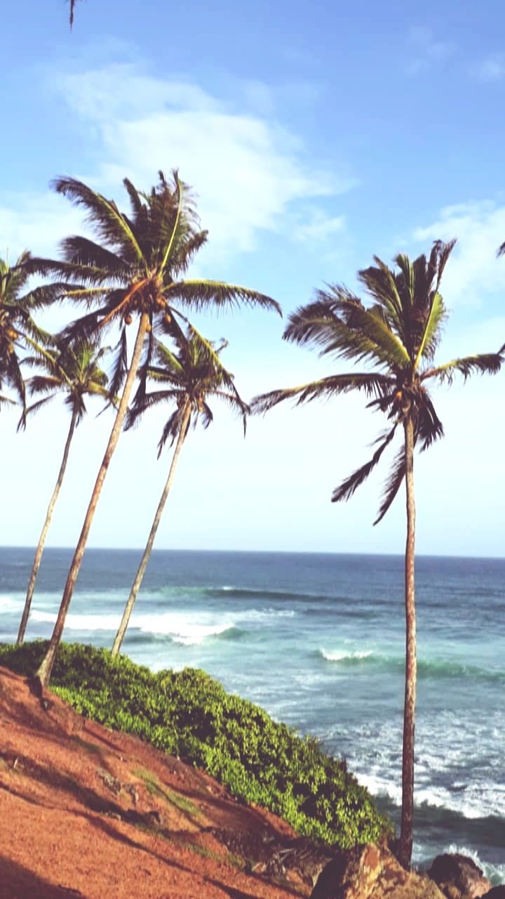 water, sea, tropical climate, palm tree, beach, land, sky, tree, beauty in nature, scenics - nature, plant, nature, horizon, horizon over water, tranquil scene, tranquility, growth, no people, outdoors, coconut palm tree, tropical tree