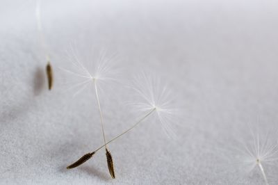 Close-up of dandelion