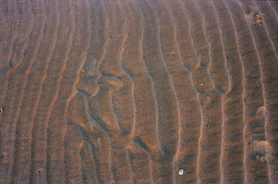 Full frame shot of lizard on sand