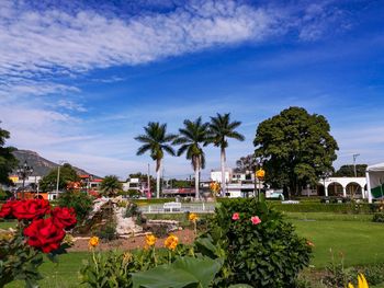 Flowering plants and trees in garden against sky