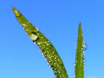 Close-up of water drops on leaf