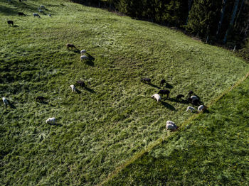 High angle view of sheep grazing on grassy field