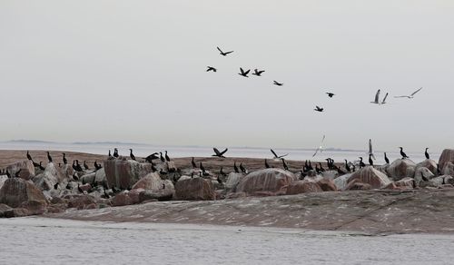 Seagulls flying over beach against sky