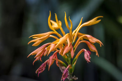 Close-up of yellow flowering plant