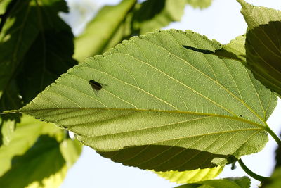 Close-up of green leaves on plant