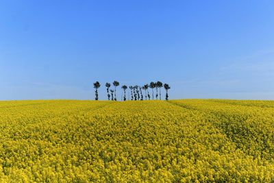 Scenic view of oilseed rape field against clear blue sky