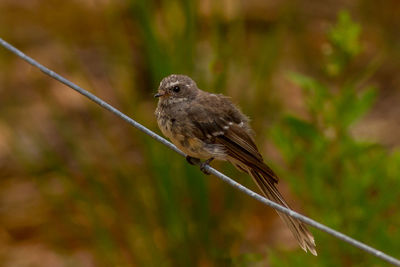 Close-up of bird perching on plant